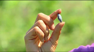 Особенности выращивания жимолости