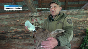 В нацпарке «Зюраткуль» лосиха родила двойню