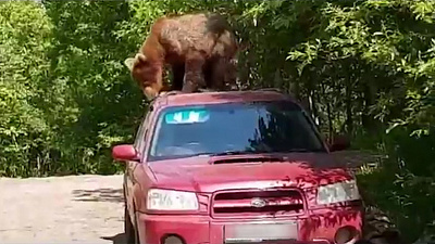 Медведь попытался взломать иномарку и попал на видео