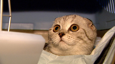 Первые домашние питомцы отправились в самостоятельное путешествие на поезде