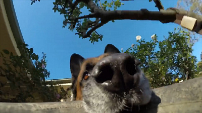 Пес стащил включенную камеру GoPro и заснял себя