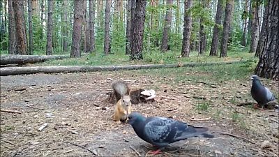 Видео схватки белки с голубем за еду набирает популярность в сети 