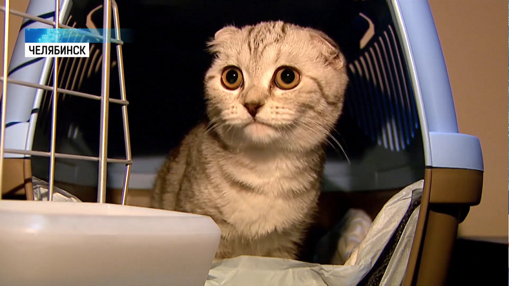 РЖД разрешил перевозку животных без хозяев