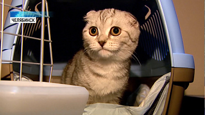 РЖД разрешил перевозку животных без хозяев