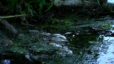 Килограммы мертвой рыбы в реке шокировали южноуральцев 