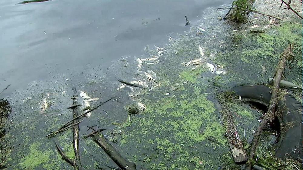Жители жалуются на мёртвую рыбу в Миассе
