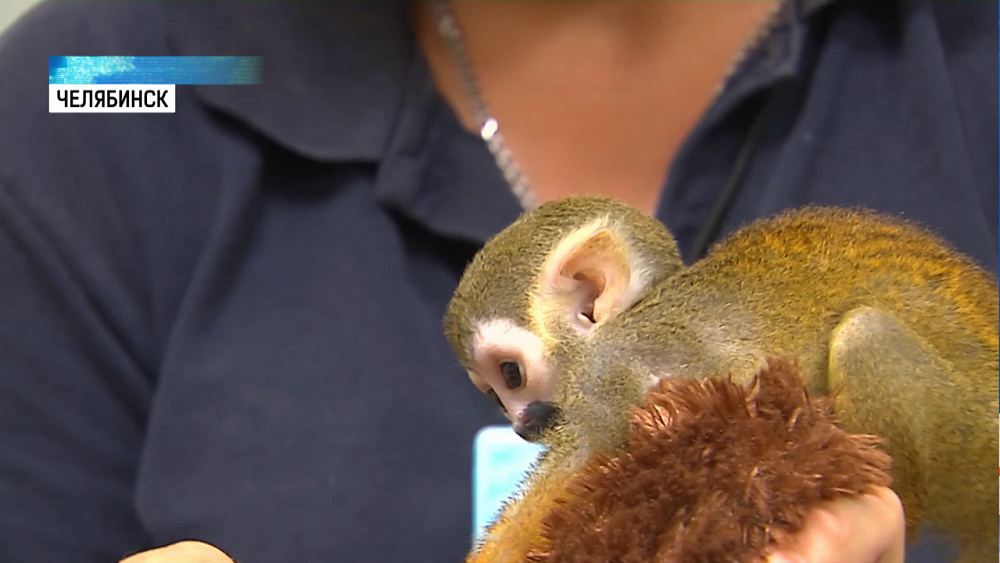 Саймири Созару начали давать прикорм