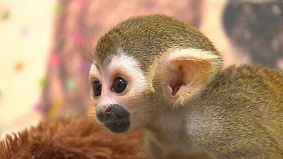 Еще один малыш саймири появился в челябинском зоопарке