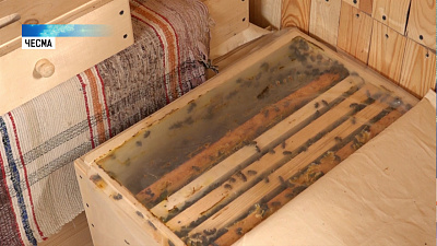 Житель Чесмы лечит людей пчелиным биополем