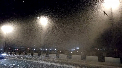 Массовое нашествие мотыльков на город сняли на видео очевидцы 