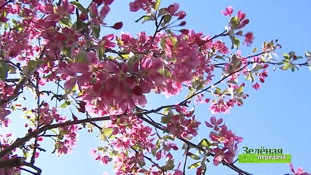 Зеленая передача 19.07.2018