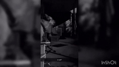 Пес, исполняющий песню «Toxic» Бритни Спирс, попал на видео 