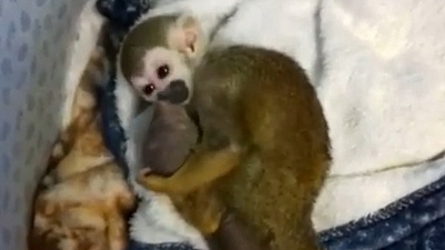 Трогательная забота саймири о новорожденном мангусте попала на видео 
