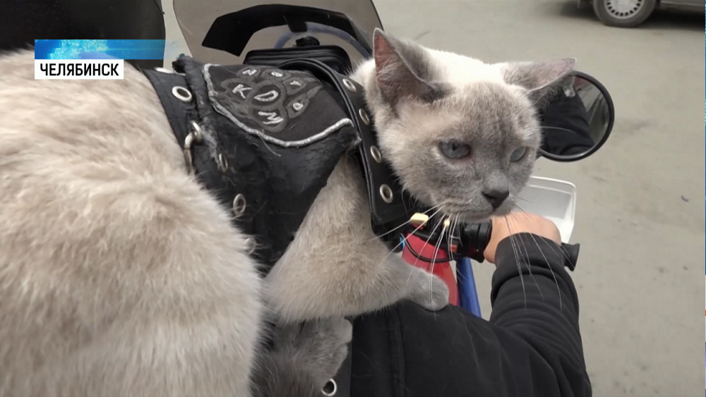 Кошка-байкер проехала 40 тысяч километров