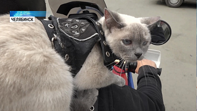 Кошка-байкер проехала 40 тысяч километров