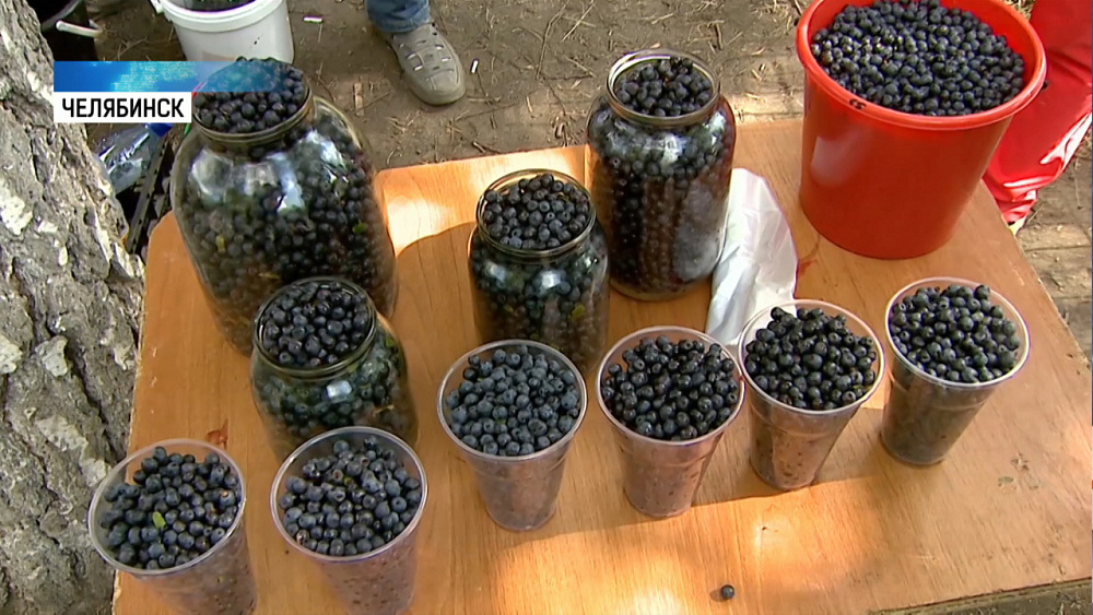 Сезон ягод и грибов в разгаре на Южном Урале