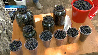 Сезон ягод и грибов в разгаре на Южном Урале
