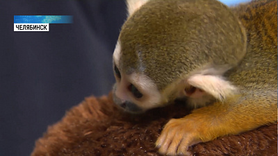 Саймири Созар стал опекуном новорожденного мангуста