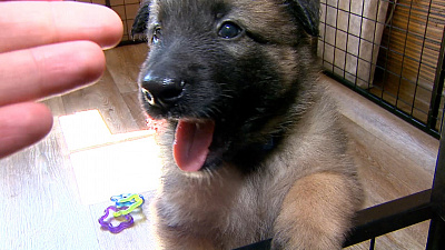 Четвероногие звезды футбола появятся на Южном Урале 