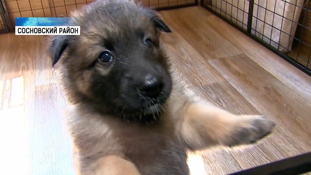 Щенки-футболисты подрастают на станции Смолино