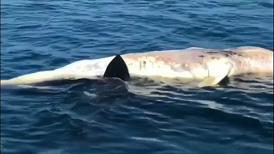Огромная белая акула отобедала китом перед камерой 