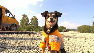 Той-терьер помогает ремонтировать дороги Южного Урала 