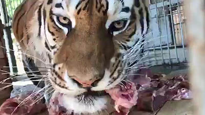 В зоопарке Челябинска готовятся поздравлять тигров 