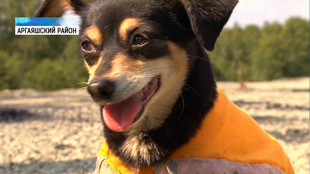 Той-терьер помогает ремонтировать дорогу в Аргаяше
