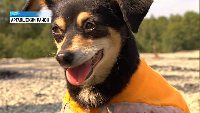 Той-терьер помогает ремонтировать дорогу в Аргаяше