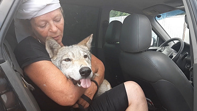 Волчица, задушившая 12 гусей, «извинилась» перед южноуральцами 