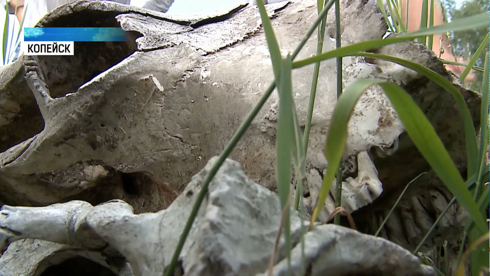 Горы черепов животных обнаружили жители