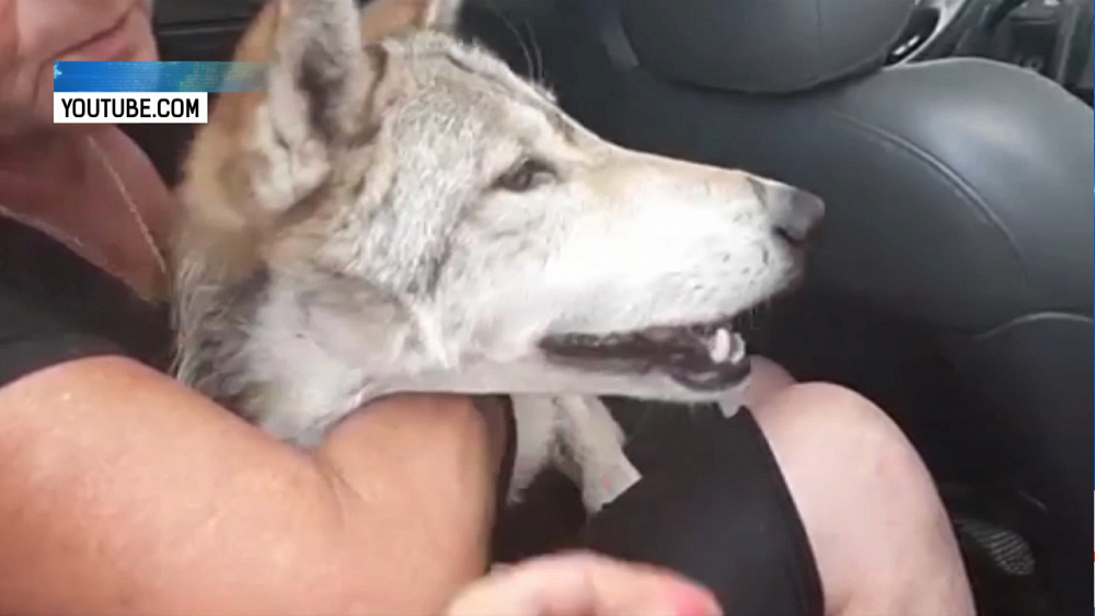 В посёлке Бажово Копейска поймали волчицу