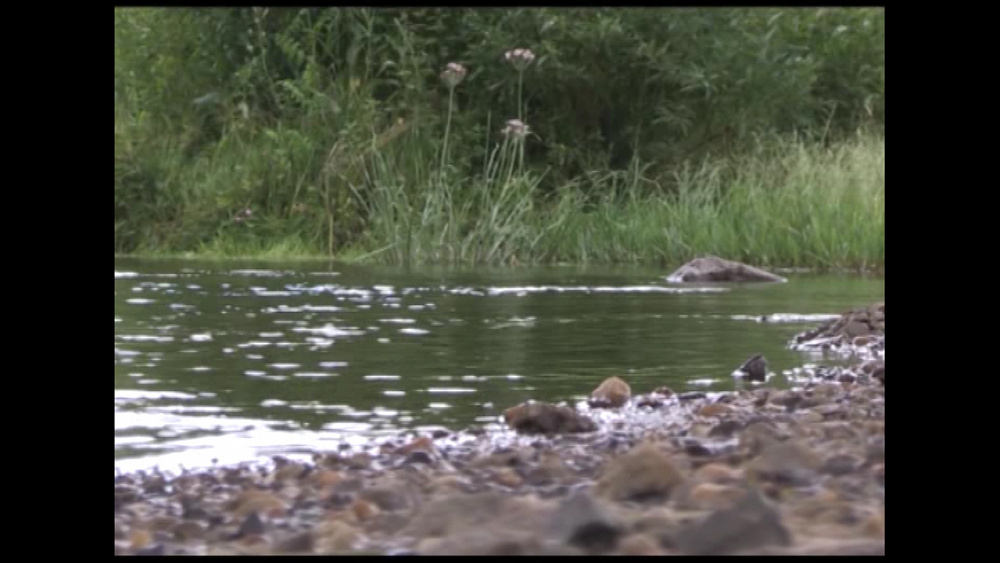Время новостей. Миасс от 30.07.2018