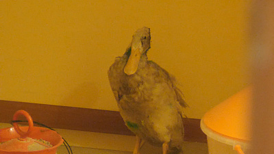 Выжившую после атаки неизвестного хищника утку выхаживают монахини 