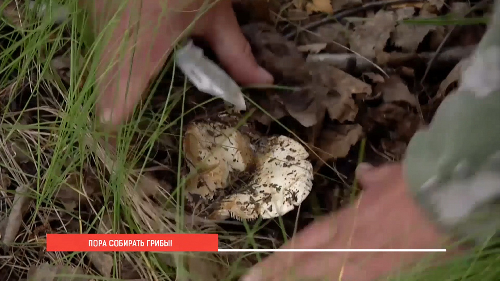 Пора собирать грибы