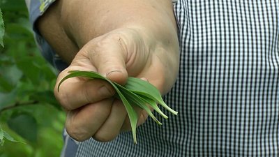 Размножение растений вегетативным способом