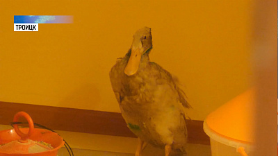 Неизвестный зверь обескровил уток в монастыре