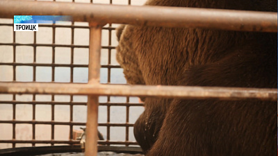 Медведь Стёпа научился стирать