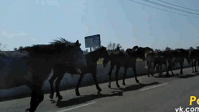 Копейским автолюбителям проезд преградил табун лошадей