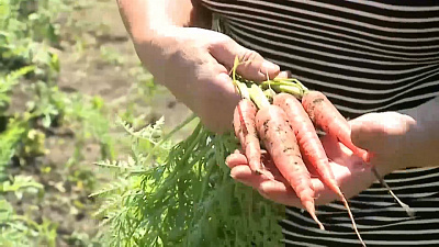 Как получить собственные семена моркови