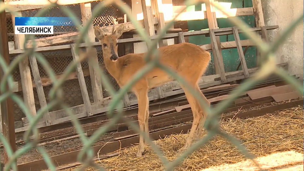 Искусанную собаками косулю нашли на челябинском заводе