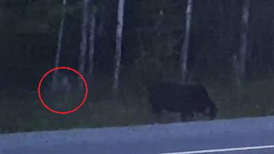 «Нечто» на обочине трассы сняли на видео очевидцы