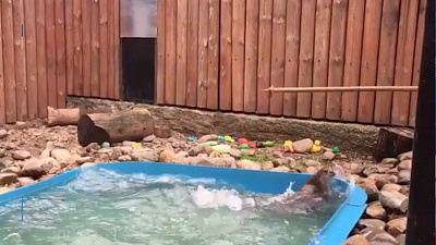 Фитнес-обед для выдры Вани