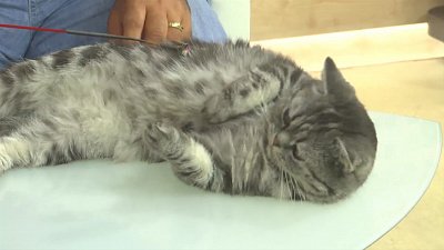 Как ухаживать за кошками?