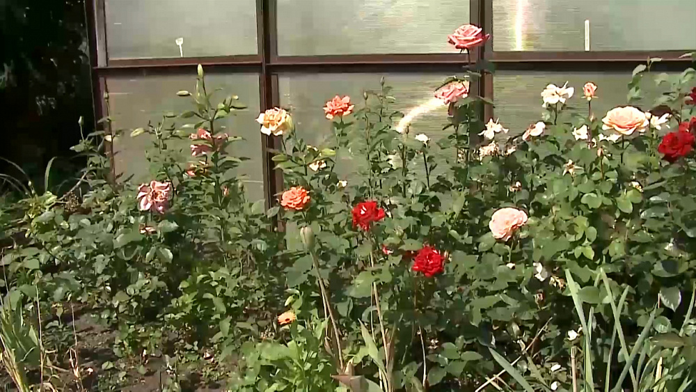 Обрезка садовых роз