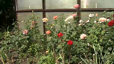 Обрезка садовых роз