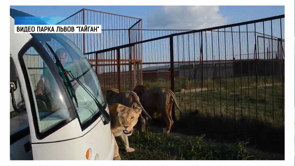 Любвеобильную львицу Лолу поздравили с Днем кошек