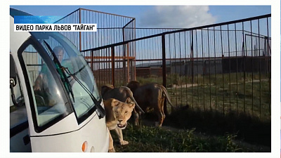 Любвеобильную львицу Лолу поздравили с Днем кошек