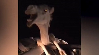 Сбитый верблюд на 4 часа застрял в салоне легковушки