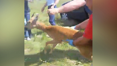 Спасенную Даллакяном косулю выпустили на волю